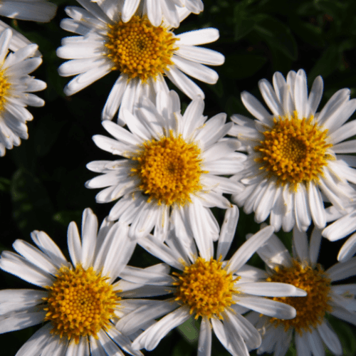 Aster des Alpes 'Albus' - Aster alpinus 'Albus' - FLEURANDIE