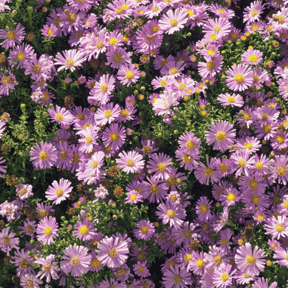 Aster des Alpes 'Happy End' - Aster alpinus 'Happy End' - FLEURANDIE