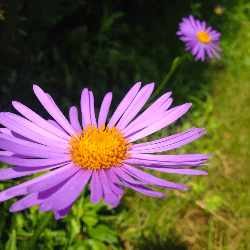 Aster des Alpes 'Happy End' - Aster alpinus 'Happy End' - FLEURANDIE