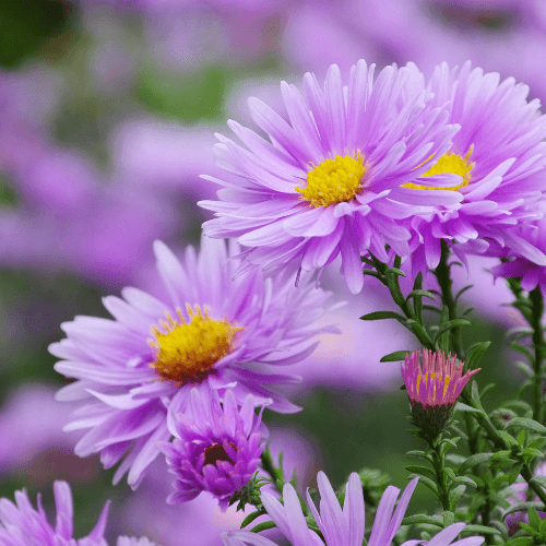 Aster grand d'automne 'Eventide' - Aster novi-belgii 'Eventide' - FLEURANDIE