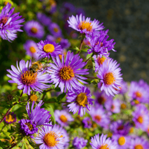 Aster grand d'automne 'Eventide' - Aster novi-belgii 'Eventide' - FLEURANDIE