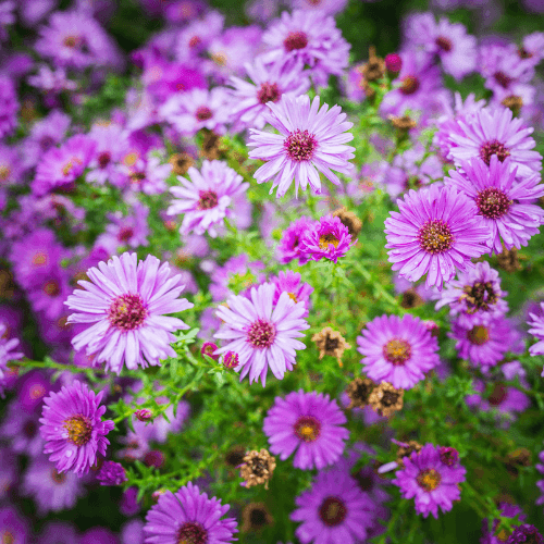 Aster grand d'automne 'Eventide' - Aster novi-belgii 'Eventide' - FLEURANDIE