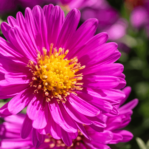 Aster nain 'Alice Haslam' - Aster Dumosus 'Alice Haslam' - FLEURANDIE