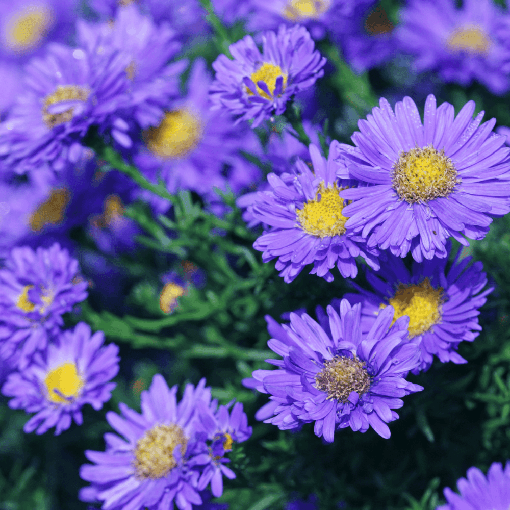 Aster nain 'Augenweide' - Aster dumosus 'Augenweide' - FLEURANDIE