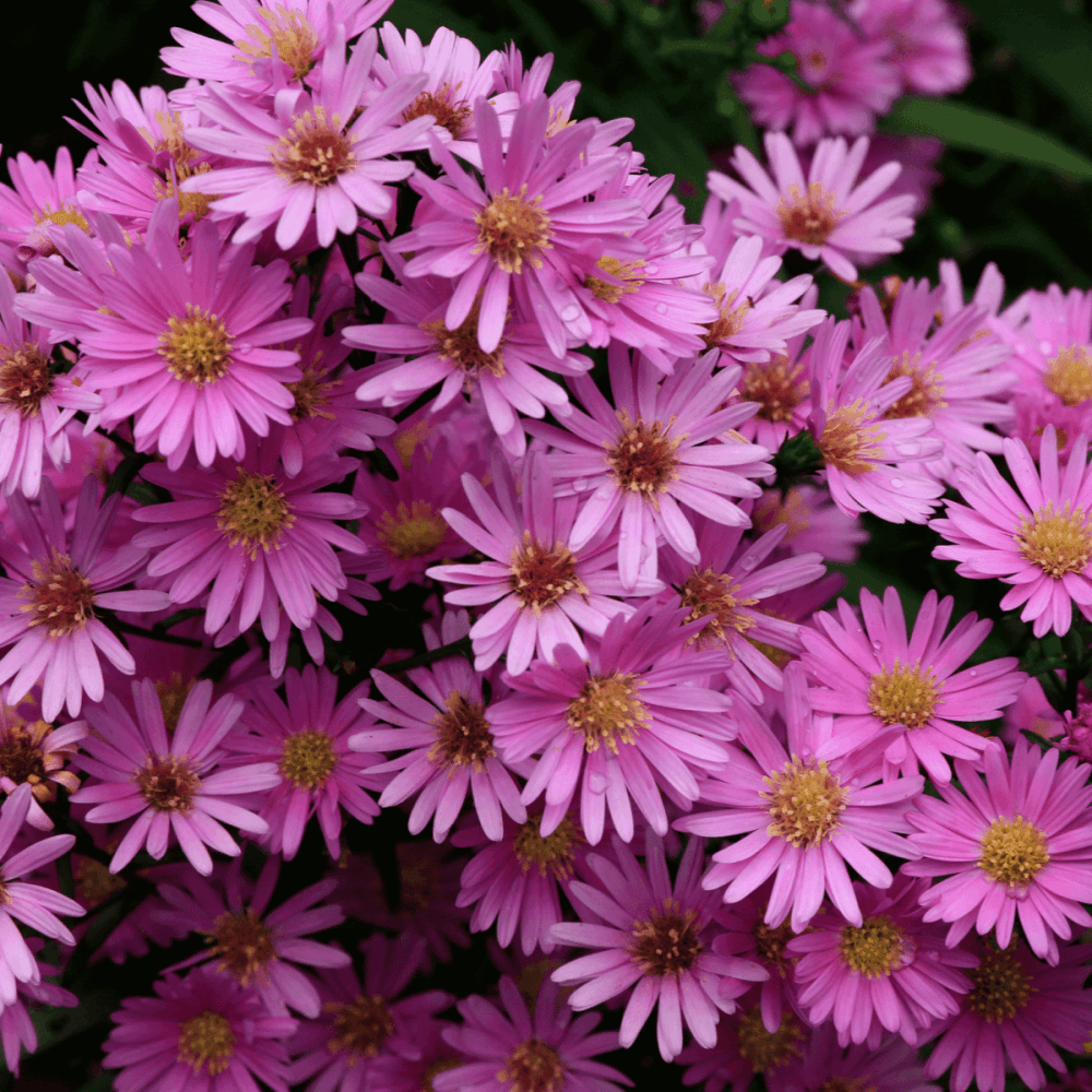 Aster nain de printemps 'Pink zenith'- Aster amellus 'Pink zenith' - FLEURANDIE