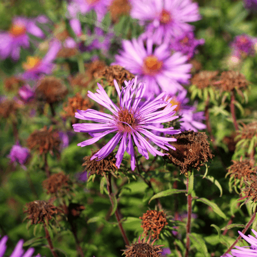 Aster nain de printemps 'Pink zenith'- Aster amellus 'Pink zenith' - FLEURANDIE