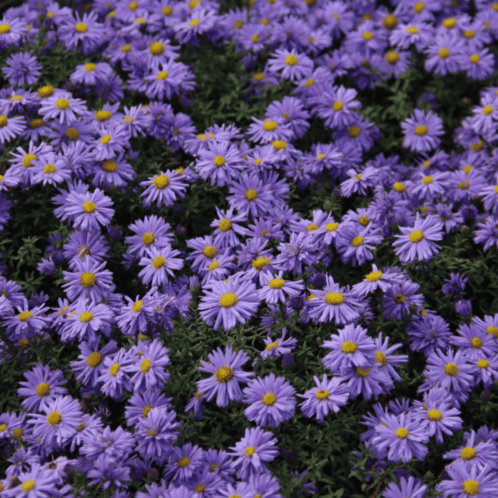 Aster nain 'Lady In Blue' - Aster dumosus 'Lady In Blue' - FLEURANDIE