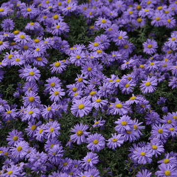 Aster nain 'Lady In Blue' - Aster dumosus 'Lady In Blue'