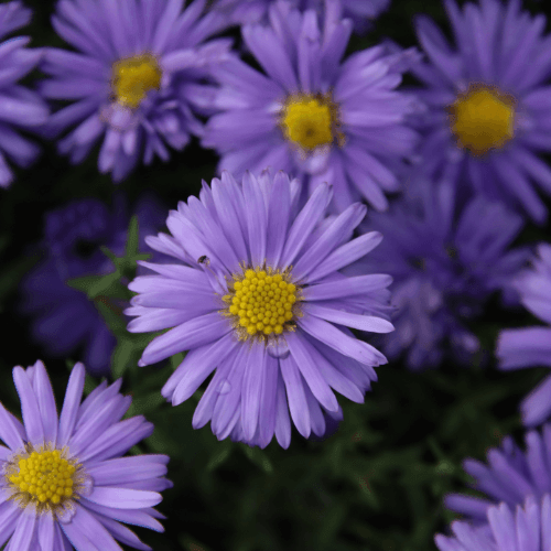 Aster nain 'Lady In Blue' - Aster dumosus 'Lady In Blue' - FLEURANDIE