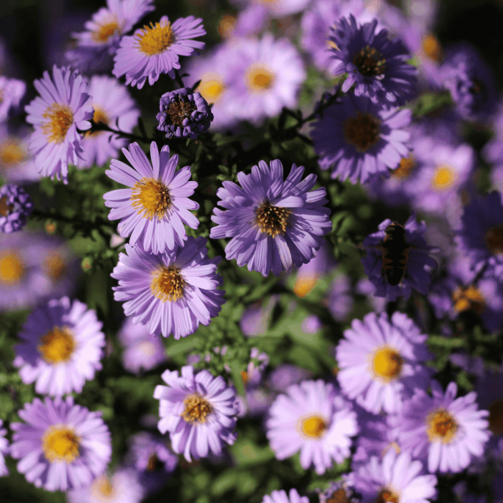 Aster nain 'Marjorie' - Aster dumosus 'Marjorie' - FLEURANDIE