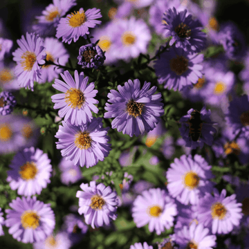 Aster nain 'Marjorie' - Aster dumosus 'Marjorie'