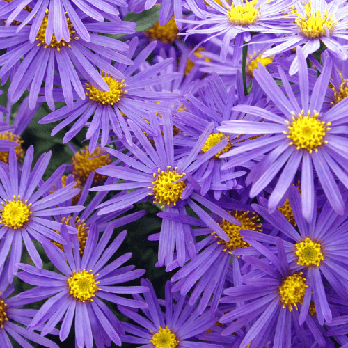 Aster 'Violet Queen' - Aster amellus 'Violet Queen' - FLEURANDIE