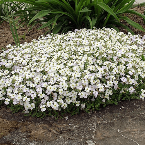 Aubriete blanche - Aubrieta 'alba' - FLEURANDIE