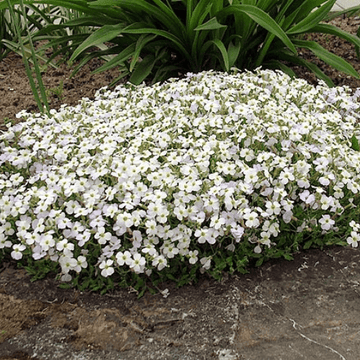 Aubriete blanche - Aubrieta 'alba'