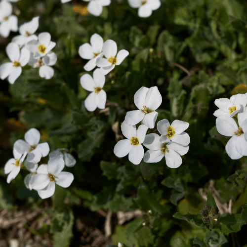 Aubriete blanche - Aubrieta 'alba' - FLEURANDIE