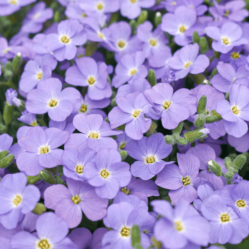 Aubriete bleue - Aubrieta blue - FLEURANDIE