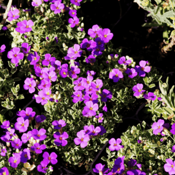 Aubriete bleue - Aubrieta blue