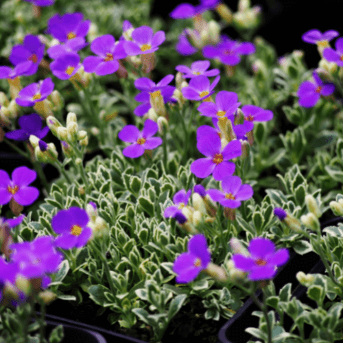 Aubriète bleue - Aubrieta blue - FLEURANDIE