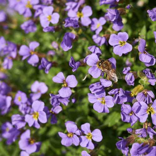 Aubriete bleue - Aubrieta blue - FLEURANDIE