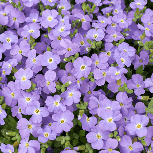 Aubriete bleue - Aubrieta blue - FLEURANDIE