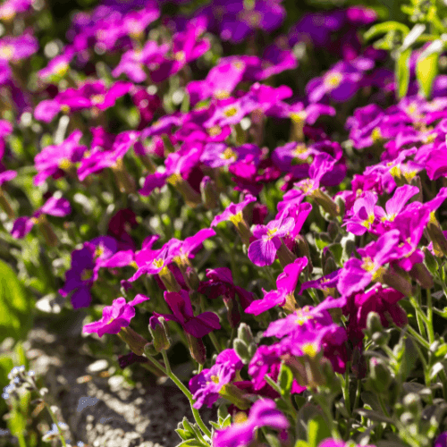 Aubriète rose - Aubrieta pink - FLEURANDIE