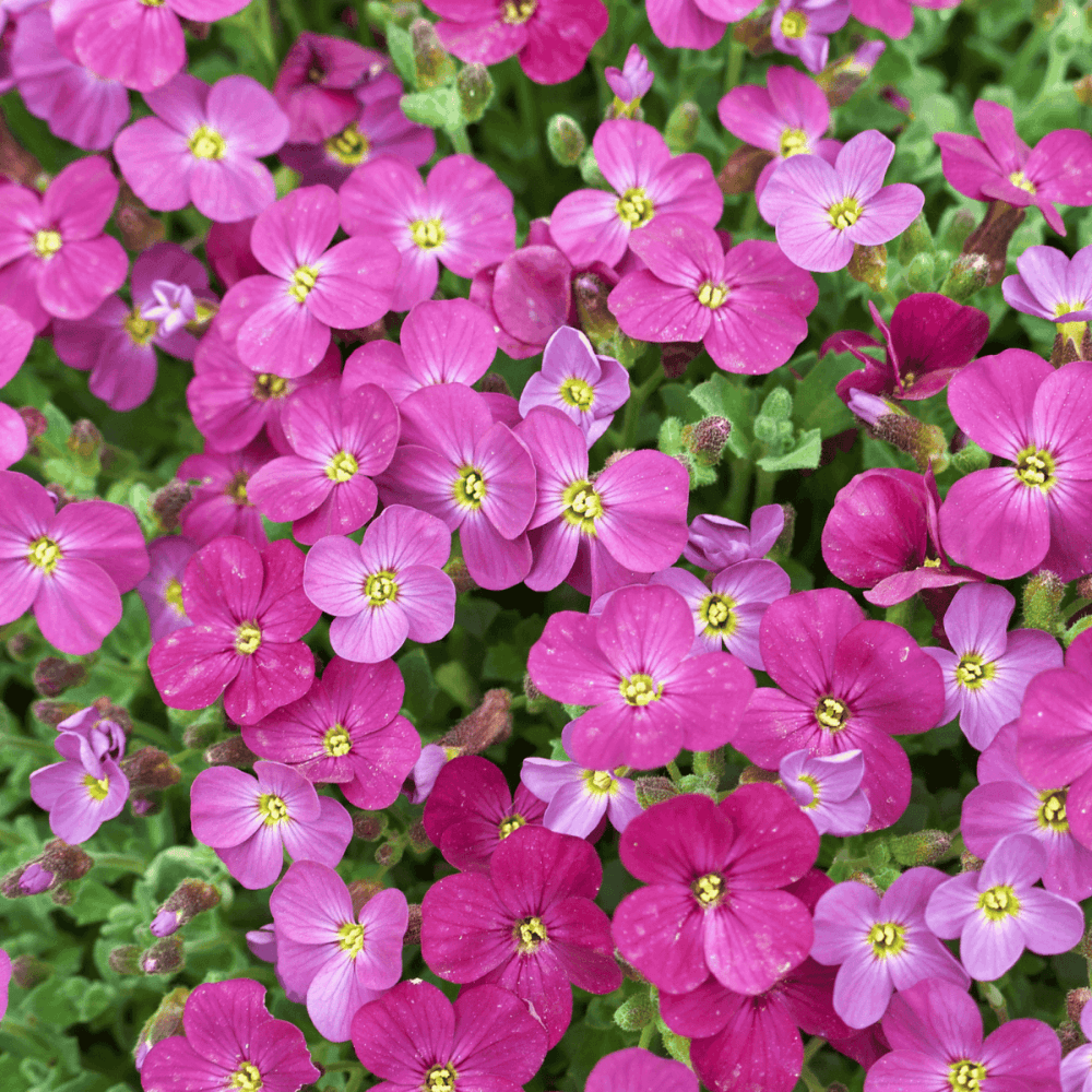 Aubriète rose - Aubrieta pink - FLEURANDIE