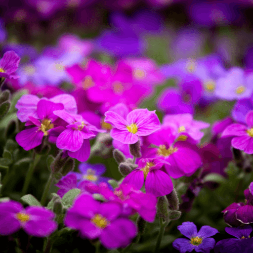 Aubriete rouge - Aubrieta red - FLEURANDIE