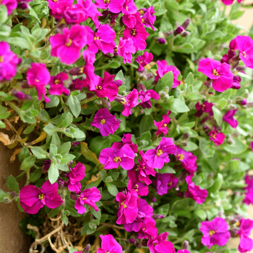 Aubriete rouge - Aubrieta red - FLEURANDIE