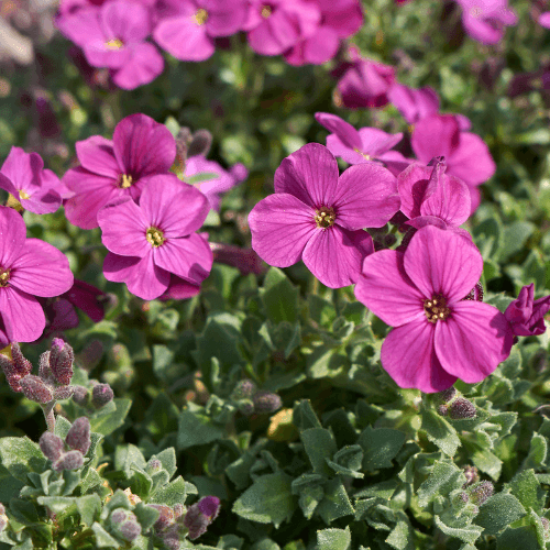 Aubriete 'Royal Red' - Aubrieta 'Royal Red' - FLEURANDIE