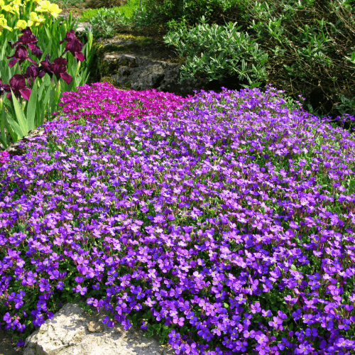 Aubriete violette - Aubrieta violette - FLEURANDIE