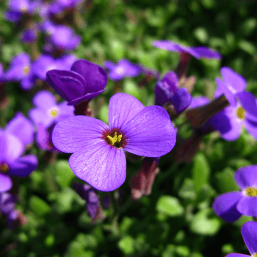 Aubriete violette - Aubrieta violette - FLEURANDIE