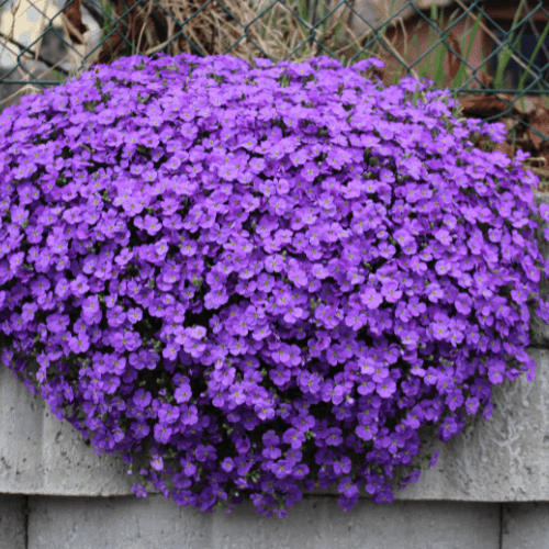 Aubriete violette - Aubrieta violette - FLEURANDIE