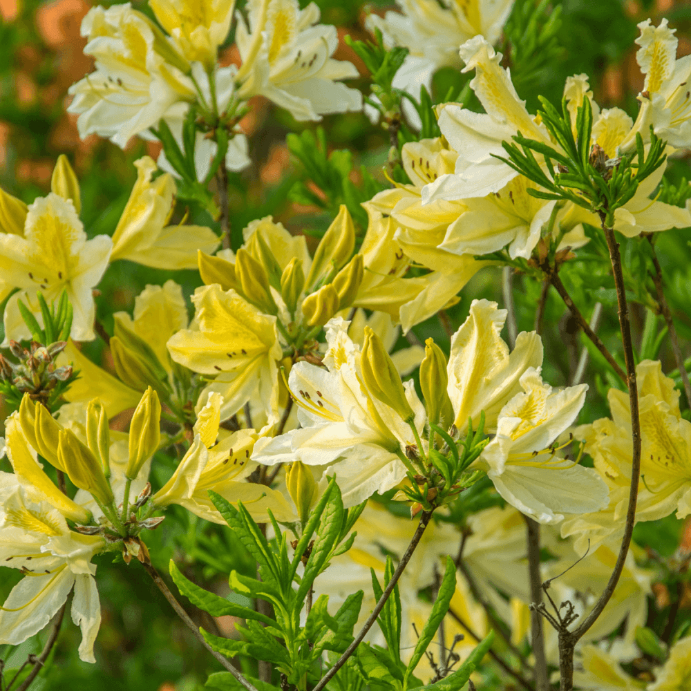 Azalée de Chine caduque 'Daviesii ' - Rhododendron x molle 'Daviesii ' - FLEURANDIE