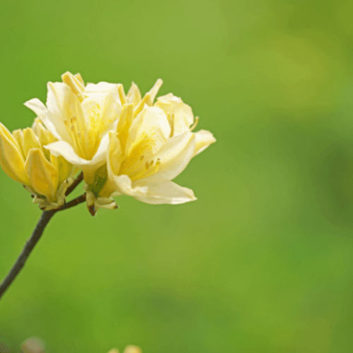 Azalée de Chine 'Harvest Moon' - Rhododendron x molle 'Harvest Moon' - FLEURANDIE