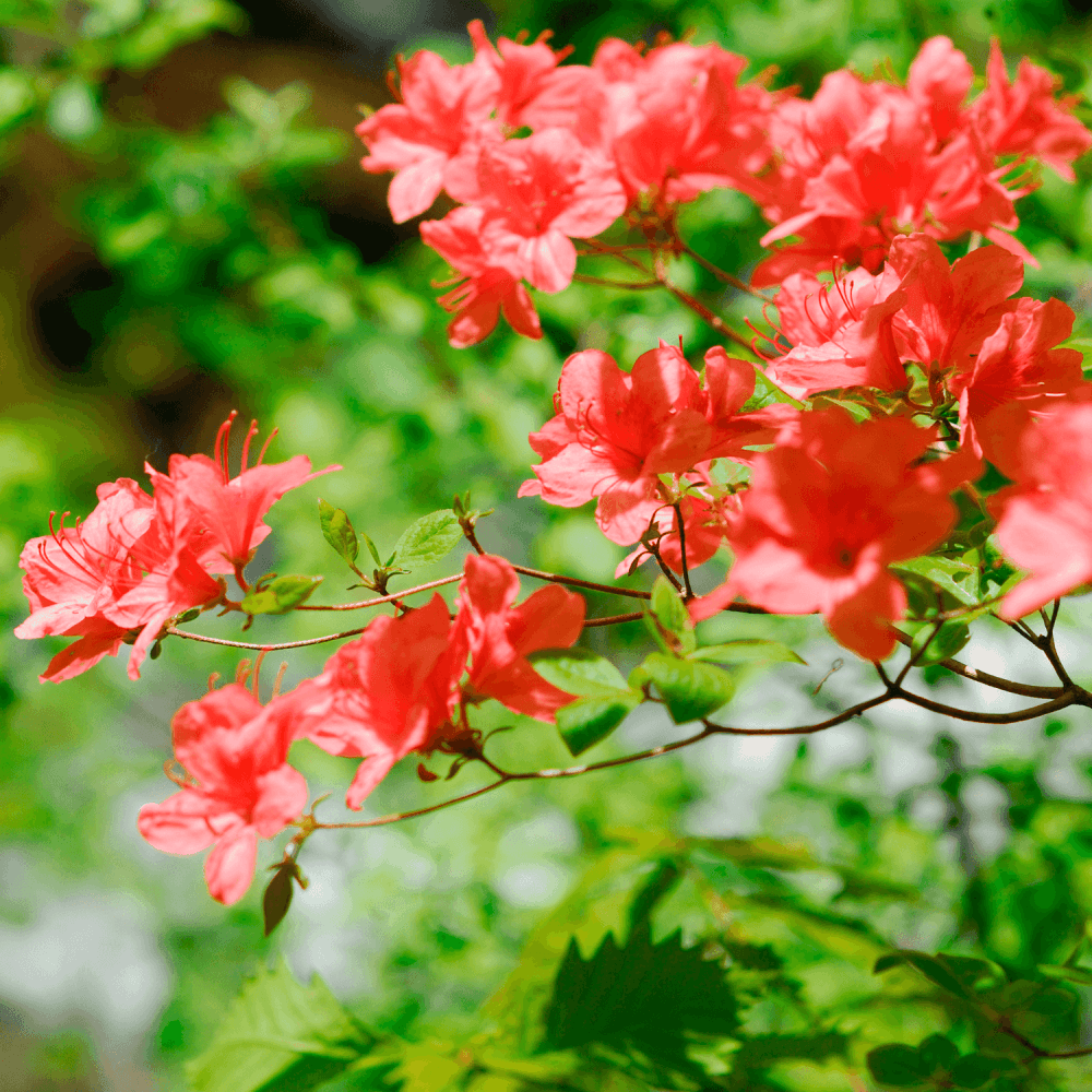 Azalée de chine knaphill 'Satan' - Azalea x Knap Hill-Exbury 'Satan' - FLEURANDIE