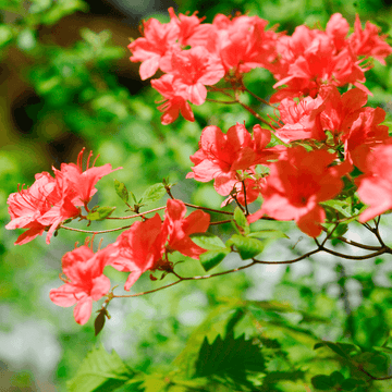 Azalée de chine  knaphill 'Satan' - Azalea x Knap Hill-Exbury 'Satan'