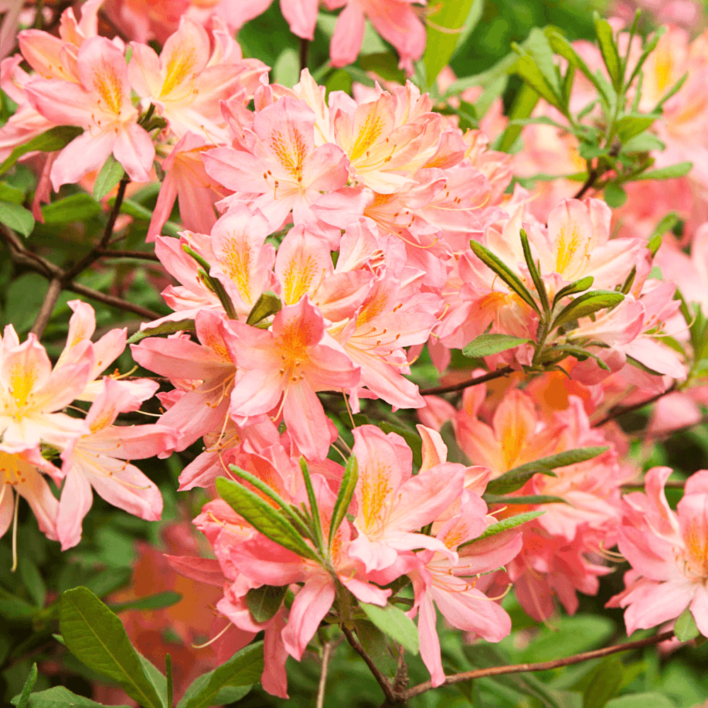 Azalée de Chine mollis Berry Rose - Rhododendron x occidentale 'Berry Rose' - FLEURANDIE