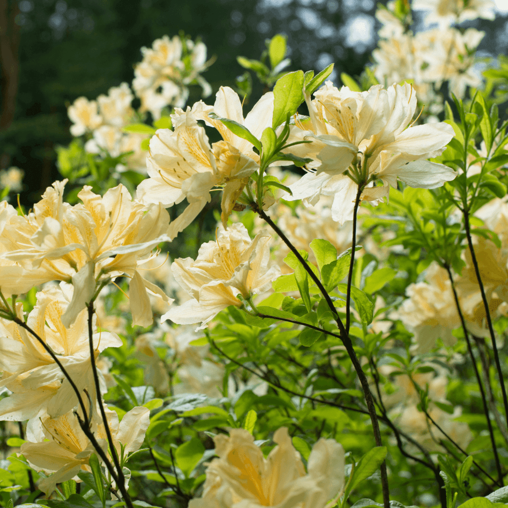 Azalée de Chine 'Persil'- Rhododendron x molle 'Persil' - FLEURANDIE