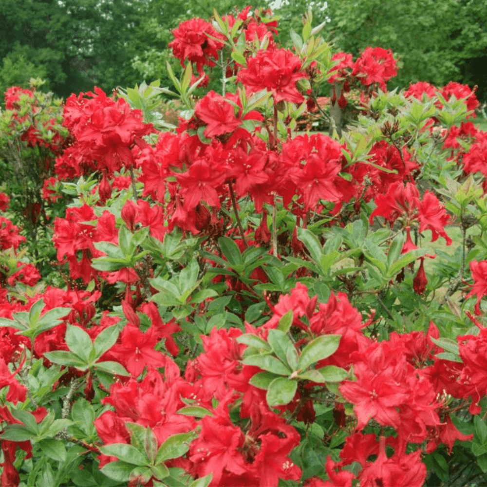 Azalée de Chine 'Wallowa Red'- Azaléa Mollis 'Wallowa Red' - FLEURANDIE