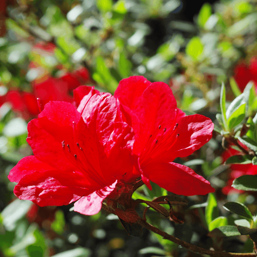 Azalée de Chine 'Wallowa Red'- Azaléa Mollis 'Wallowa Red' - FLEURANDIE