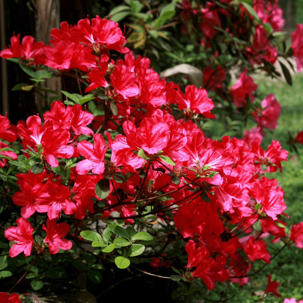 Azalée japonaise 'Ardeur' - Azalea japonica 'Ardeur' - FLEURANDIE