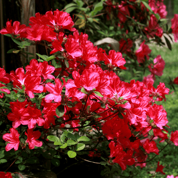 Azalée japonaise 'Ardeur' - Azalea japonica 'Ardeur'