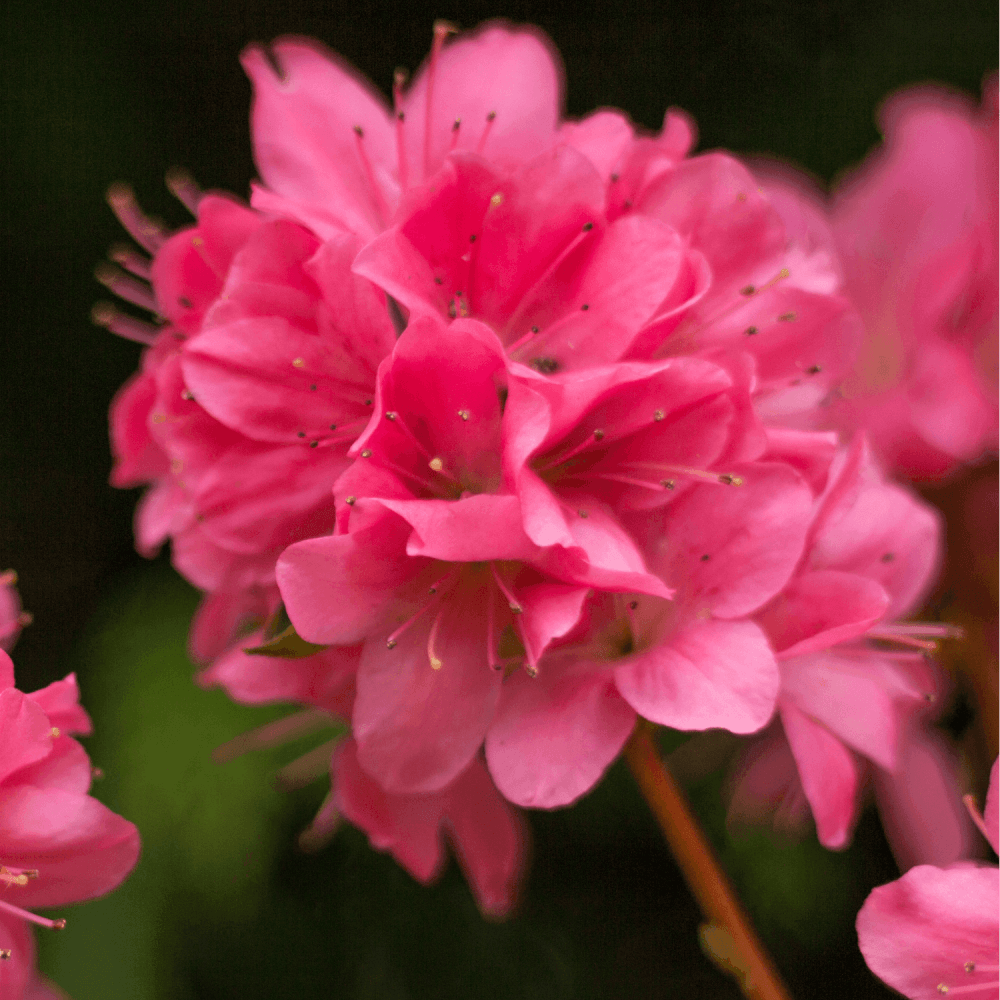 Azalée japonaise 'Conny' - Azalea japonica 'Conny' - FLEURANDIE