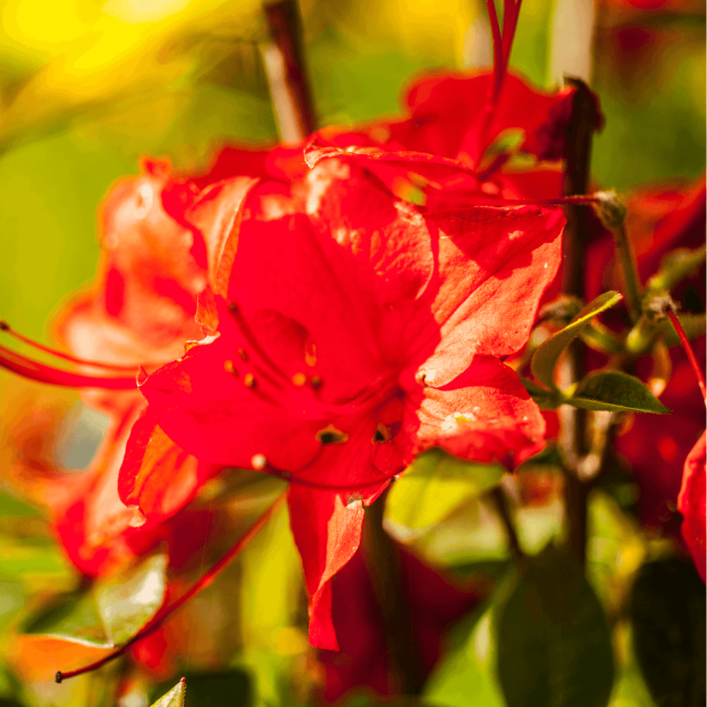 Azalée japonaise 'Geisha red' - Azalea japonica 'Geisha Red' - FLEURANDIE