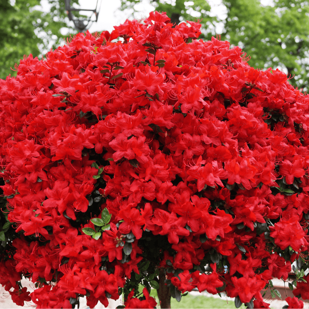 Azalée japonaise 'Geisha red' - Azalea japonica 'Geisha Red' - FLEURANDIE