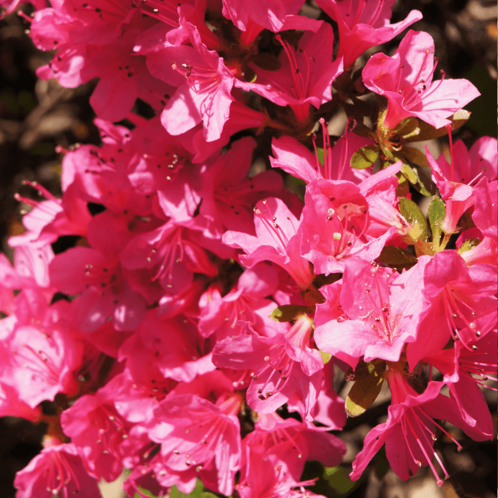 Azalée japonaise 'Georges Arends' - Azaléa japonica 'Georges Arends' - FLEURANDIE