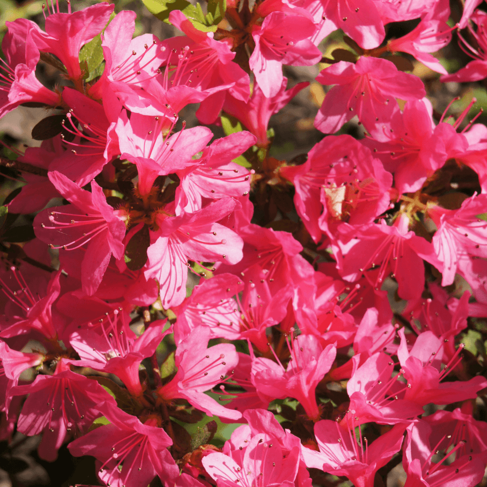 Azalée japonaise 'Mikado' - Azalea japonica 'Mikado' - FLEURANDIE