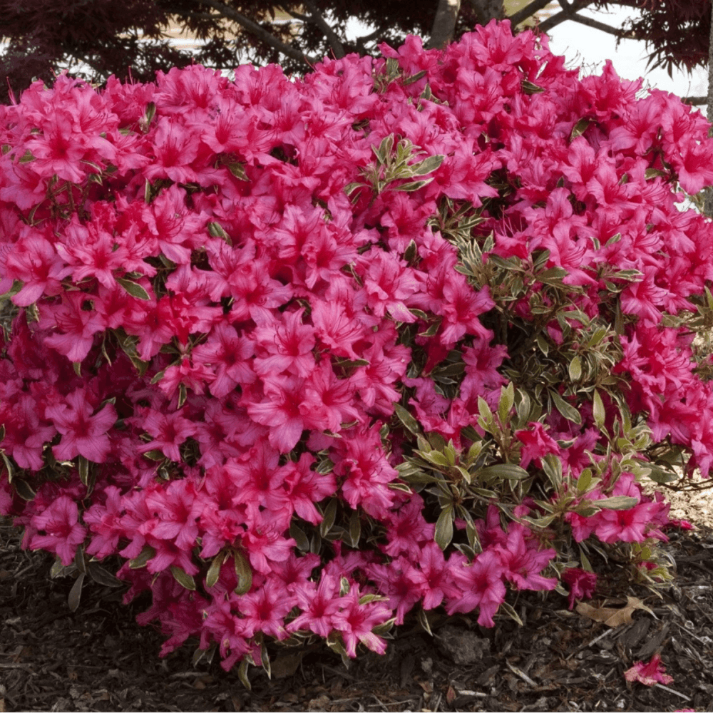 Azalée japonaise 'Silver Sword variegata' - Azalea japonica 'Silver Sword variegata' - FLEURANDIE