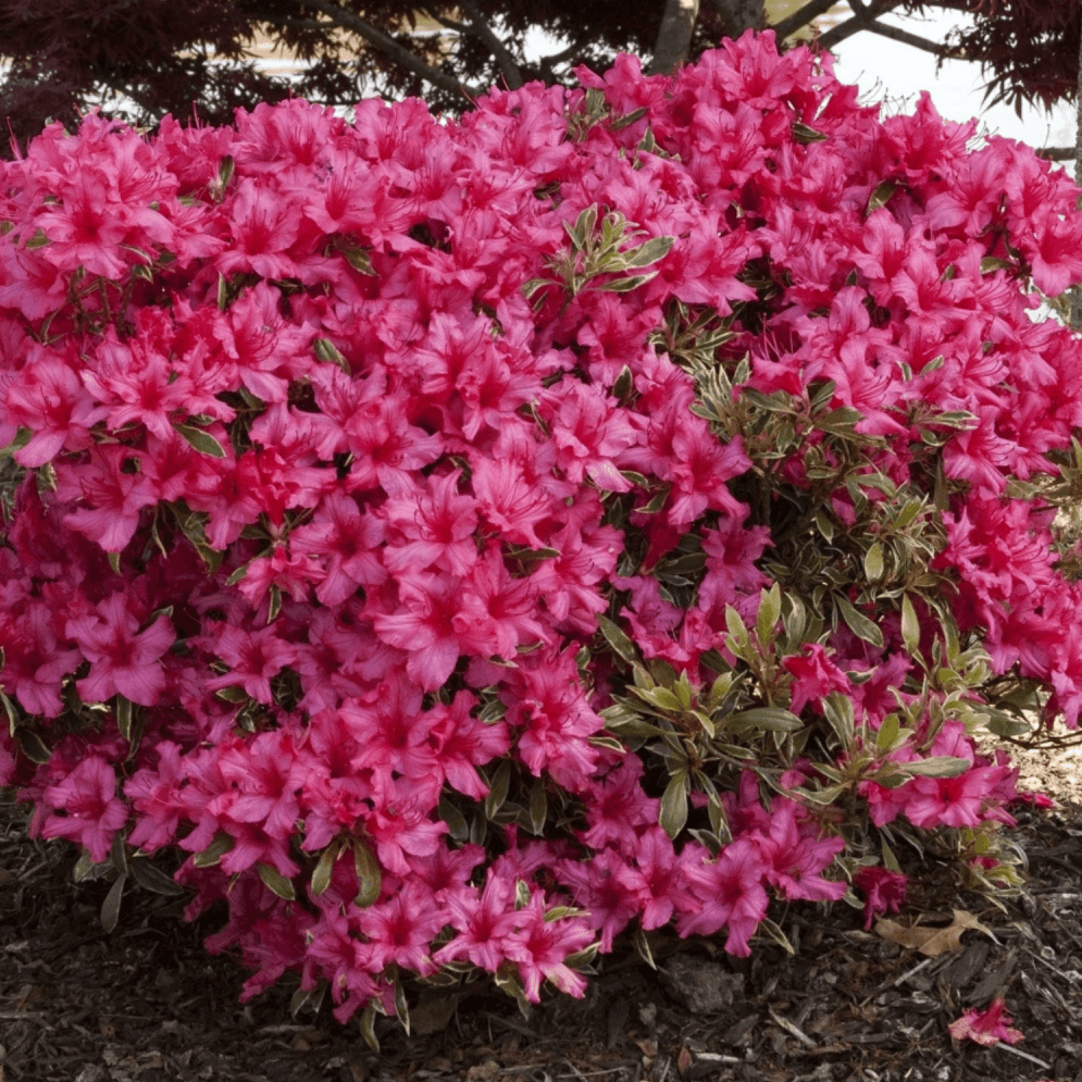 Azalée japonaise 'Silver Sword variegata' - Azalea japonica 'Silver Sword variegata' - FLEURANDIE