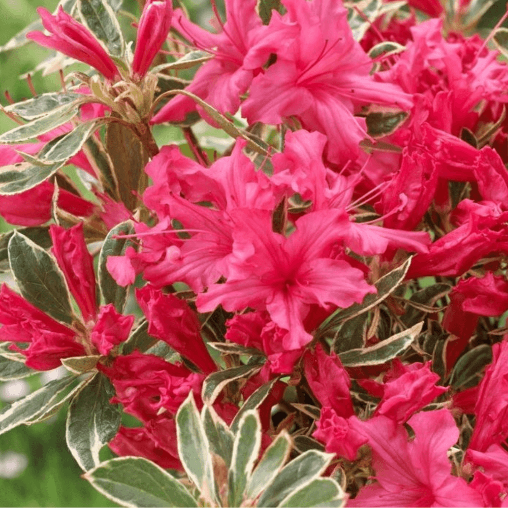 Azalée japonaise 'Silver Sword variegata' - Azalea japonica 'Silver Sword variegata' - FLEURANDIE